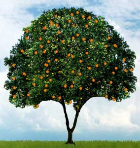 orange_tree500-284×300